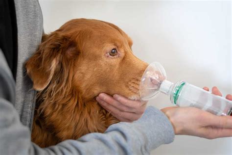 How to spot and seek treatment for pneumonia in dogs