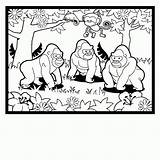 Silverback Gorilla Coloring Pages At GetColoringscom  Free printable sketch template