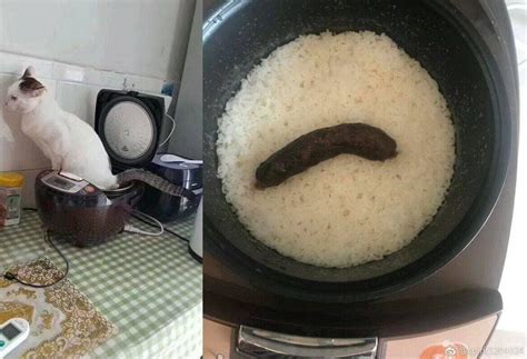 0/10 with rice : r/funny