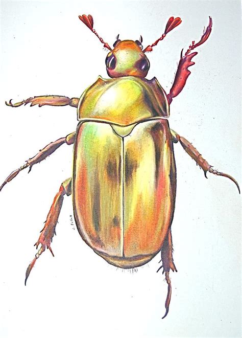 Gold Bug Drawing by Joan Pollak