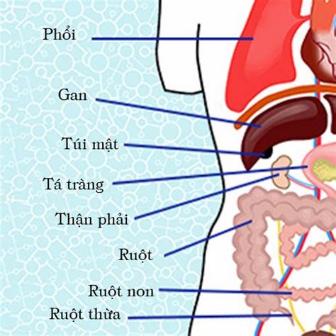 Chức năng của các cơ quan nằm bên phải cơ thể