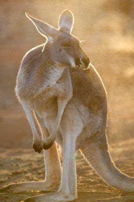 The Kangaroo Sanctuary - Alice Springs, Central Australia