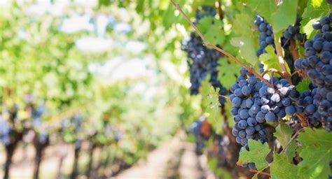 Harvest Calendar: Fruit Picking Seasons in New Zealand