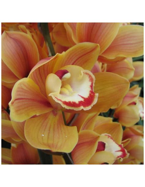 wholesale cymbidium orchids