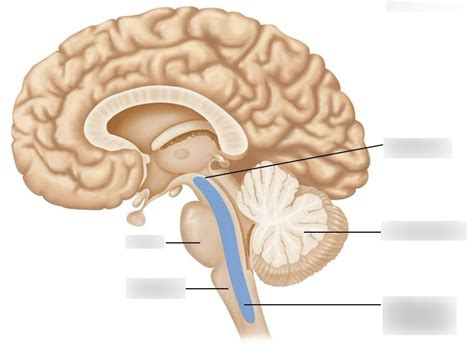 Reticular Formation Location