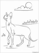 Sphynx Cat Coloring Page  Free Printable Pages sketch template