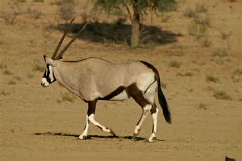 alone, animal, buck, desert, gemsbuck, horns, sand, walk, wild animal, wild life 4k wallpaper (с ...