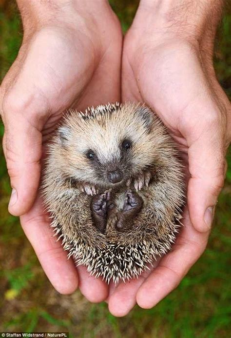 An orphan hedgehog in Sweden Beautiful Creatures, Animals Beautiful, Animals And Pets, Baby ...