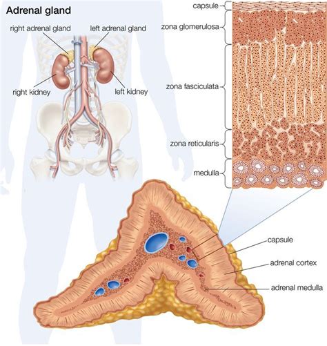 How the Adrenal Glands Control Hormones | Adrenal glands, Adrenals, Endocrine system