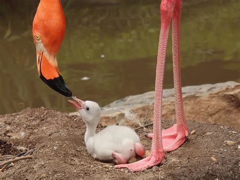 What Do Flamingos Eat? (Complete Guide) | Bird Fact