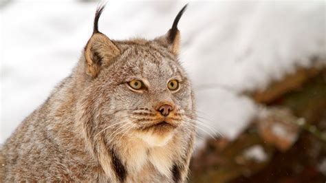 6 Wild Cats Still Found Roaming the U.S. | HowStuffWorks