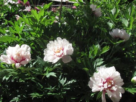 Itoh Peonies 'CORA LOUISE' I just got seven of these. | Itoh peonies, Flower fragrance, Peonies