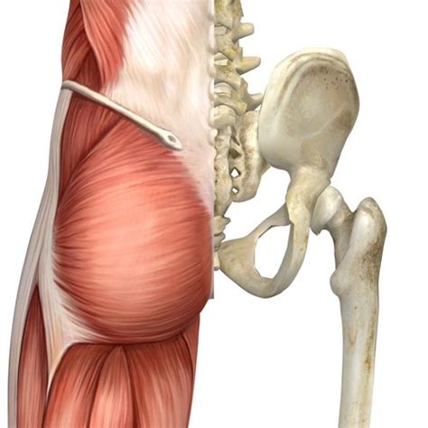 The Sacroiliac Joint: 5 Things We Didn't Learn in Yoga Teacher Training