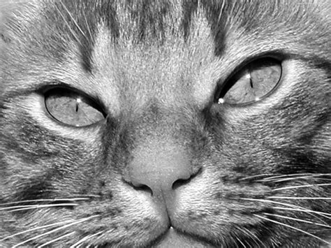 🔥 [40+] Cat Eyes Wallpapers | WallpaperSafari