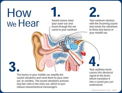 How We Hear | Hearing health, Hearing loss, Ear health