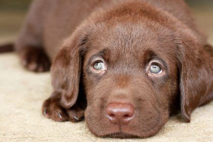 Can Yellow Labs Have Chocolate Puppies