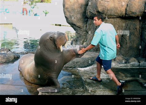 ADAM SANDLER & WALRUS 50 FIRST DATES; FIFTY FIRST DATES (2004 Stock Photo, Royalty Free Image ...