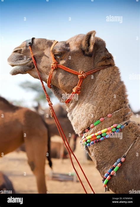 Decorated camel at the Pushkar fair. Rajasthan, India, Asia Stock Photo ...