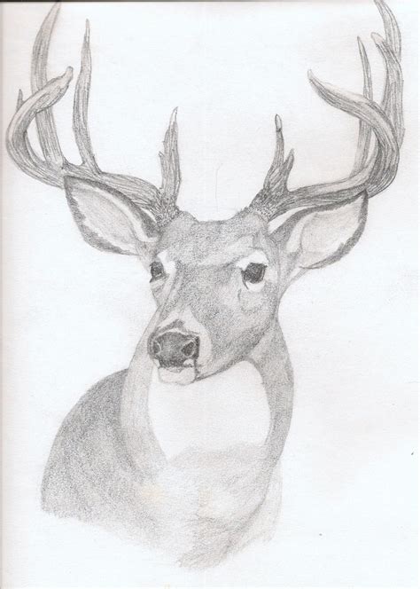 Whitetail Buck Sketches at PaintingValley.com | Explore collection of ...