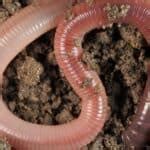 Earthworm Quiz: Find Out How Much You Know! - A-Z Animals