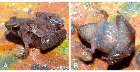 Holotype of Microhyla nepenthicola sp. nov. (ZRC A.12431), adult male ...