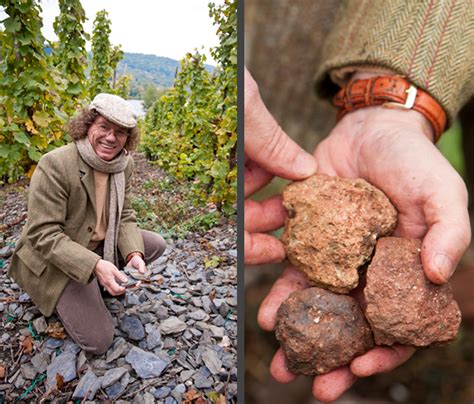 Riesling harvest with Dr. Loosen in Mosel, Germany