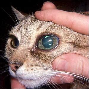 Cloudy Cat Eye Infection Pictures