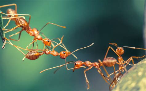 Biomimétisme : des ponts de fourmis pour réparer des circuits électriques