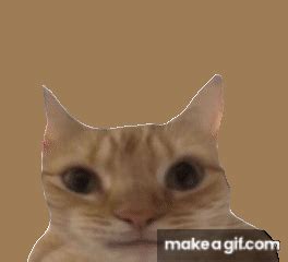 Yes Cat Gif