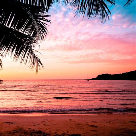 Beautiful sunset tropical beach with palm tree and pink sky for travel ...