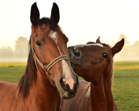 Thoroughbred Horse Breeding Explained | Horse Care Advisor