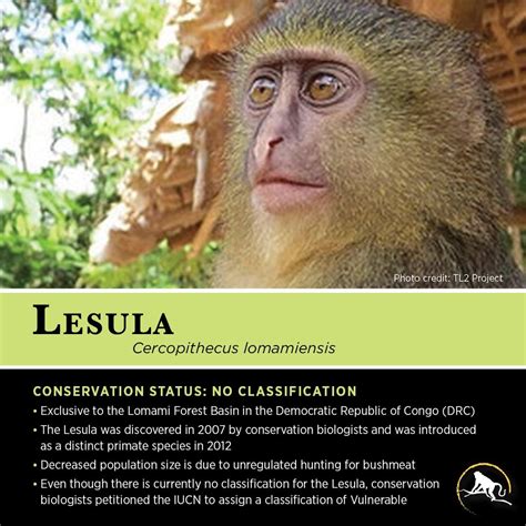 Lesula | Animal conservation, Primates, Animal facts