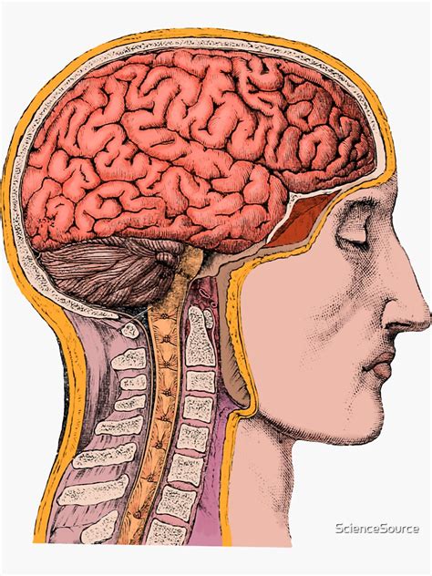 Pegatina «Ilustración de cerebro antiguo coloreado» de ScienceSource | Redbubble