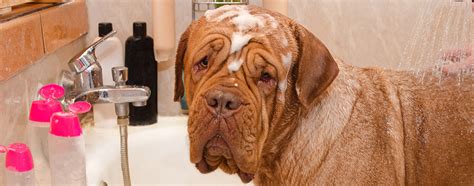 The Best Dog Shampoo for Dandruff in 2022 | My Pet Needs That