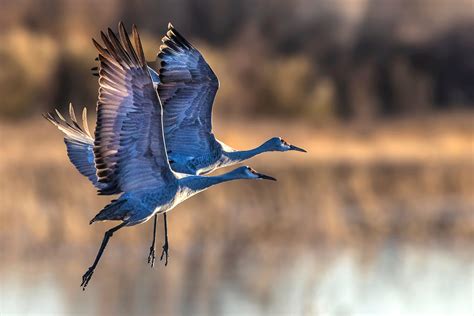 Sandhill cranes - Jim Zuckerman photography & photo tours