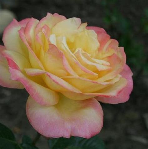 Betty MacDonald Fan Club: Betty MacDonald and beautiful roses