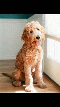 8 Groodle haircuts ideas | goldendoodle grooming, goldendoodle haircuts ...