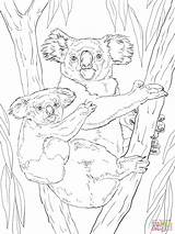 Koala With Baby coloring page  Free Printable Coloring Pages sketch template