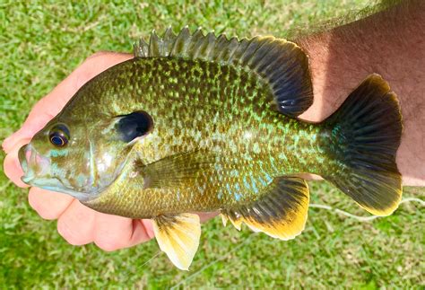 Hybrid Sunfish - U.S.A. - North & East Regions - OzarkAnglers.Com Forum