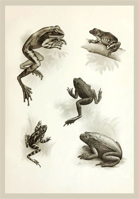 Vintage Frog Poster