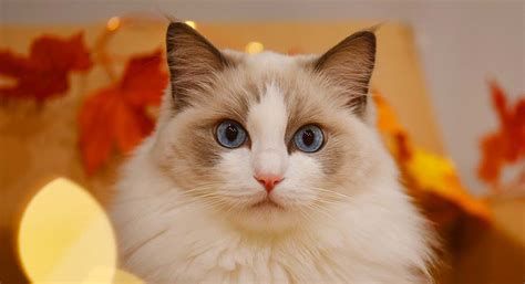 Blue Bicolor Ragdoll - Will This Ragdoll Cat Suit Your Home?