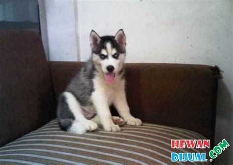 anak anjing siberian husky stambum vaksin #1