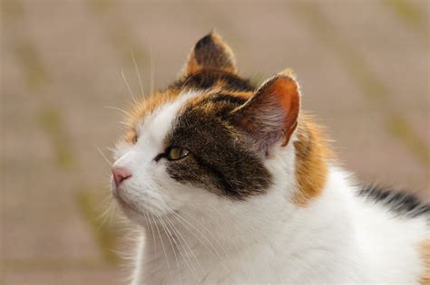 Gambar : wanita, potret, anak kucing, binatang menyusui, fauna, merapatkan, hidung, cambang ...