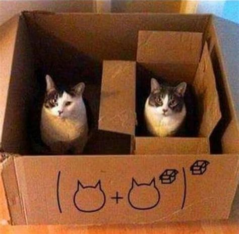 The Cat Box Equation | Cats | Know Your Meme