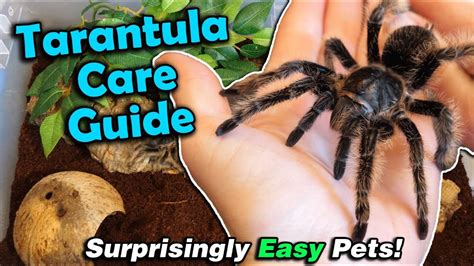 How to Care for Tarantulas! - YouTube