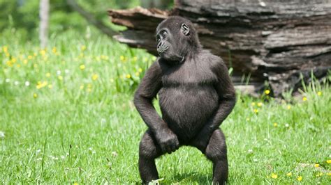 gorilla twerk Blank Template - Imgflip