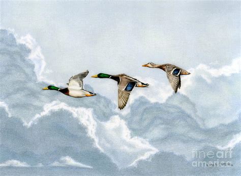 Flying Duck Painting at PaintingValley.com | Explore collection of Flying Duck Painting