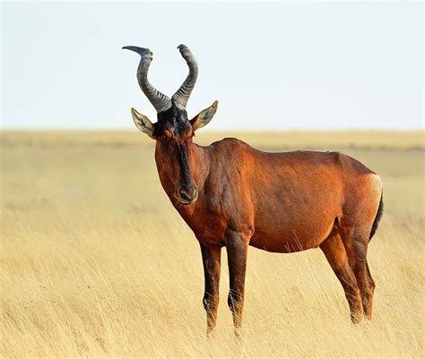 Red Hartebeest | Rare African Wildlife