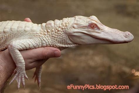 Baby Albino Alligator - Funny Photos, Funny Videos