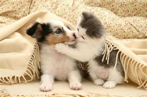 Lot of puppies and kittens kissing | Dog And Dogs | Gatos y perros lindos, Gatos bonitos ...